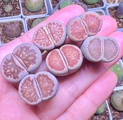 リトープス　菊紋章玉 菊化石玉　 大苗 セット　6点　メセン　多肉植物　メルカリ便