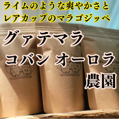 グァテマラ コバン オーロラ農園 100g×1袋 新鮮厳選 炭火自家焙煎コーヒー豆 可愛い 猫柄 ねこのめ珈琲 ハンドピック済 お土産用にもどうぞ
