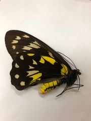 蝶の標本★マライタ島産ビクトリアトリバネアゲハ♀