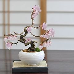 アザレア盆栽】真柏… ⭕西洋ツツジ、皐月…❗ - メルカリ