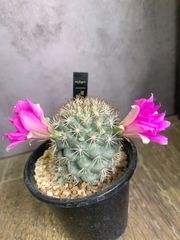 サボテン　蓬莱宮　マミラリア　3号鉢