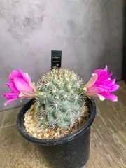 2025年最新】マミラリア サボテンの人気アイテム - メルカリ