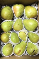 マルゲリットマリーラ　洋梨　秋田県産　約6kg