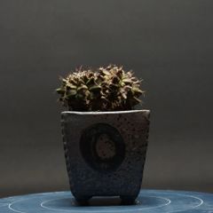 "Gymnocalycium" ギムノカリキウム 【T-REX】 管理2218