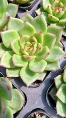 2025年最新】多肉アンの人気アイテム - メルカリ