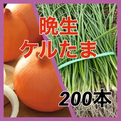 2025年最新】ケル玉ねぎの人気アイテム - メルカリ