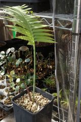 ニューカレドニアの超珍種植物 Retrophyllum minus 1株 - メルカリ