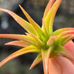 チランジア イオナンタ バンハイニンギー Tillandsia ionantha var. vanhyningii＊エアプランツ＠フラワーショップ江口