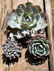 青系　韓国苗　3点セット　‼️  お買い得　グレースリー　原種アモエナ　ピンキーサイモン