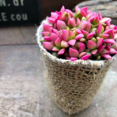 ポットごと　赤ちゃん桜吹雪♡多肉植物♡紅葉♡可愛い