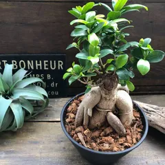 2026年最新】ガジュマル盆栽の人気アイテム - メルカリ