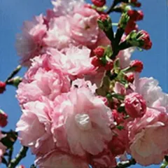 2026年最新】桜 苗木の人気アイテム - メルカリ