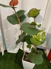 シーグレープ A5 ハマベブドウ 果汁 観葉植物 幹曲がり樹形 室内 同等品 白プラ5号 オフィス