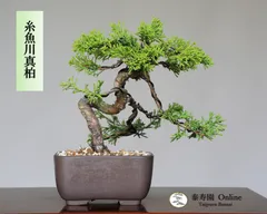楽天市場】（株）一樹園 真柏 【売上1位商品】 小品盆栽／樹齢