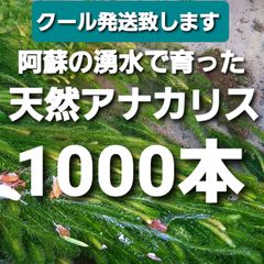 クールで発送1000本以上　阿蘇の湧水で育った水草　天然アナカリス　無農薬