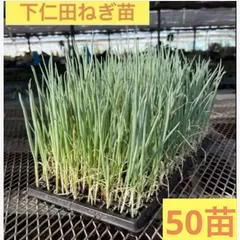 福岡県産　ネギ苗1000本 Amazon | ねぎ苗 石倉根深太 一本ネギ 50本 抜き苗 岡山県産 | 野菜