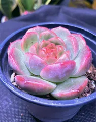 2025年最新】多肉 ピンクローズの人気アイテム - メルカリ