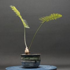 "Dioon edule" ディオーン エデュレ 管理2278