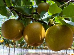 梨　粗花粉　新興　50g 発芽率80%以上 梨粗花粉新興50g 発芽率80%以上