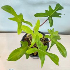 【葉っぱの形がかわいい】　フィロデンドロン　フロリダゴースト　Philodendron Florida Ghost