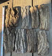 樹皮　木の皮　ナラ　カブトムシ