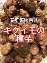 茨城県産キクイモの種芋