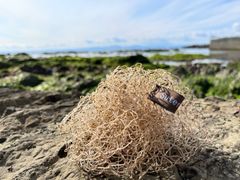 Sutenainet (捨てないネット)natural 食器洗い　とても長持ち　アップサイクル