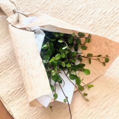 ワイヤープランツ 30本 ＋おまけ 差し水観葉植物 プランター インダストリアル おしゃれ 枯れにくい 保湿発送 デザイン フラワーアレンジメント 植木 根 葉っぱ プランツ インテリア 植物 ワイヤープランツ ミューレワイヤー 針金