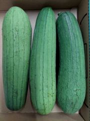 shop限定価格！沖縄産ヘチマ　糸瓜　1キロ