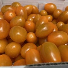 豊橋産フルーツミニトマト　あまえぎみクレア（オレンジ）1ｋｇ 　ギフトに最適