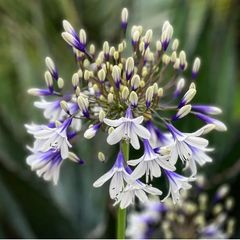 ☆人気品種/リューカデンドロン・デュリフ②/ネイティブ・プランツ/再出品☆ compass1651025866.jpg?fitin=