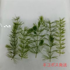 脇芽　マツモ　水草　浮き草