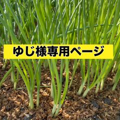 ゆじ様専用ページ‼️玉ねぎ苗各種