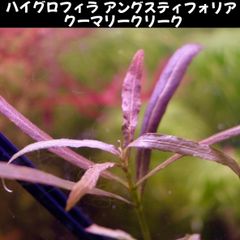 ハイグロフィラ アングスティフォリア クーマリークリーク １本 水中葉  送料無料
