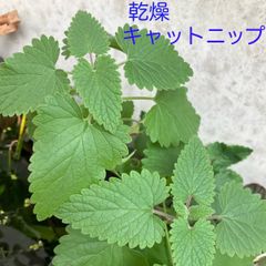ドライ★　キャットニップ　お試し（乾燥ニップ）