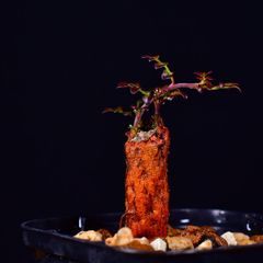 3T7 根挿し パワータンク オペルクリカリア・デカリー Operculicarya decaryi コーデックス 塊根植物 2.5号鉢 オペルクリカリアデカリー
