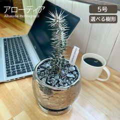 観葉植物 希少品種 アローディア モンタグナッキー 5号 【現品】 選べる樹形 シルバー陶器鉢 ソーサー付 黒デコジャリ大付 ビザールプランツ 塊根植物 多肉植物 コーデックス おしゃれ 小さい 鉢植え お祝い 誕生日 インテリア リビング 送料無料
