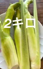 大分県産マコモダケ - メルカリ