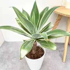 2025年最新】アテナータ 斑入りの人気アイテム - メルカリ