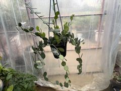 グリーンドラム　4号　多肉植物　インテリア　グリーン　オシャレ　丸い　観葉植物