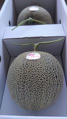 肥後グリーンメロン 2L 秀品 2玉🍈甘くて美味しい♪