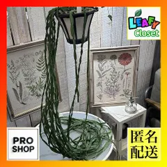 【カギしっぽの新芽がぴょこぴょこ】リプサリス パラドクサファイン 玉柳 カギしっぽの新芽がぴょこぴょこ】リプサリス パラドクサ