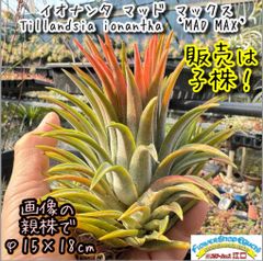 子株中＊ チランジア  イオナンタ マッド マックス Tillandsia ionantha ‘MAD MAX’＊エアプランツ＠フラワーショップ江口