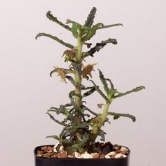 ドルステニア ヒルデブランティ クリスパム Dorstenia hildebrandtii forma crispum ES3424