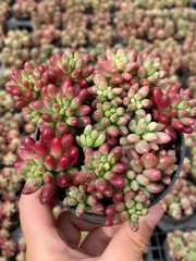 ★★めっちゃピンク❤️★パステル★抜き苗★子吹き中♪♪★多肉植物★★ めっちゃピンク❤️☆パステル☆抜き苗☆子吹き中♪♪☆多肉植物