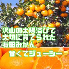 有田みかん🍊1kgＢ級品　S～M甘くてジューシー🥰 味はA級品！！