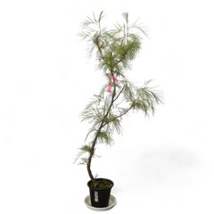 グレヴィレア ムーンライト 5 実生8年 8号鉢 175cm ネイティブプランツ(オージープランツ)
