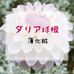 【球根】ダリア・薄化粧（フォーマルデコラ咲き・中大輪咲・中性）／1球