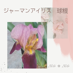 ジャーマンアイリス　球根