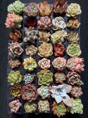 新入荷 15種類セット H234×105苗 土付き 詰め合わせ 多肉植物 15種類の土と根付き105苗セット】多肉植物の大満足パック！佐川